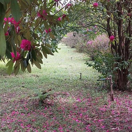 Quinta D'Avo Amelia Bed and Breakfast Alquerubim Εξωτερικό φωτογραφία