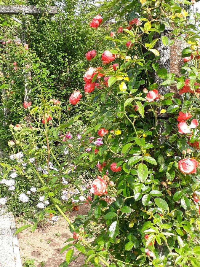 Quinta D'Avo Amelia Bed and Breakfast Alquerubim Εξωτερικό φωτογραφία