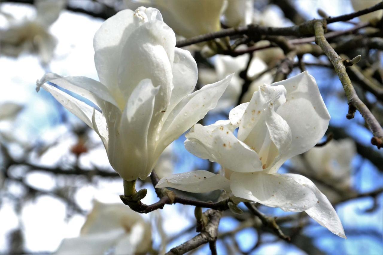 Quinta D'Avo Amelia Bed and Breakfast Alquerubim Εξωτερικό φωτογραφία